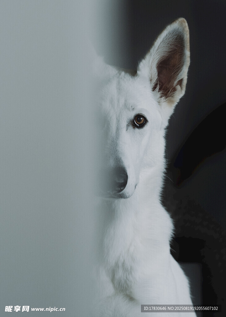 狼