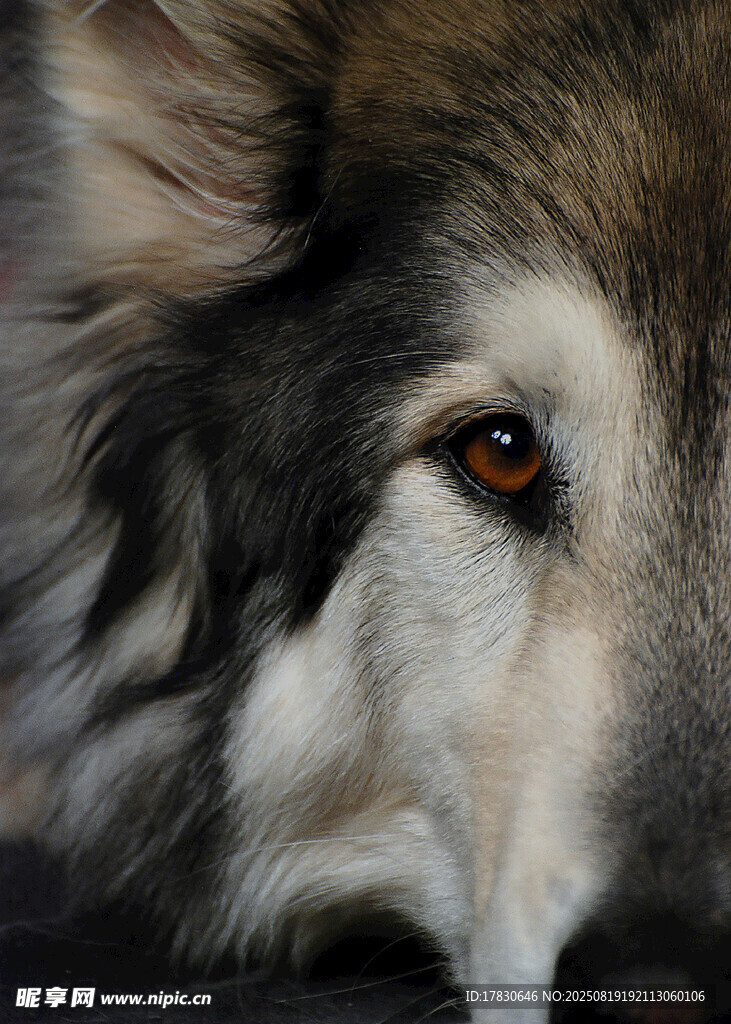 狼