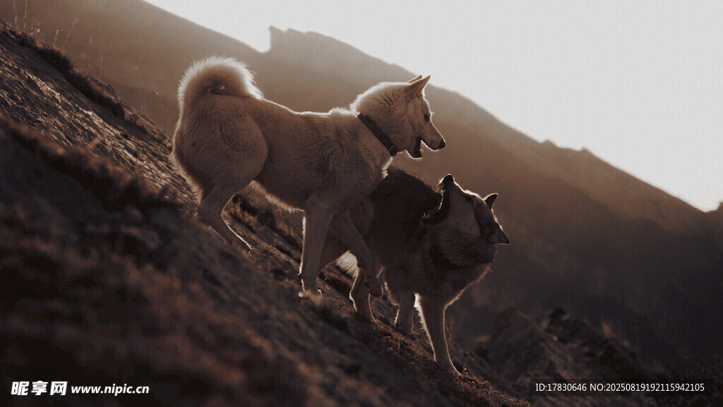 狼