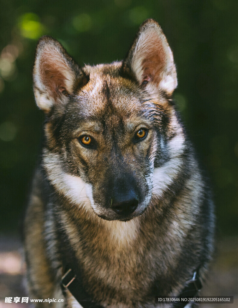 狼