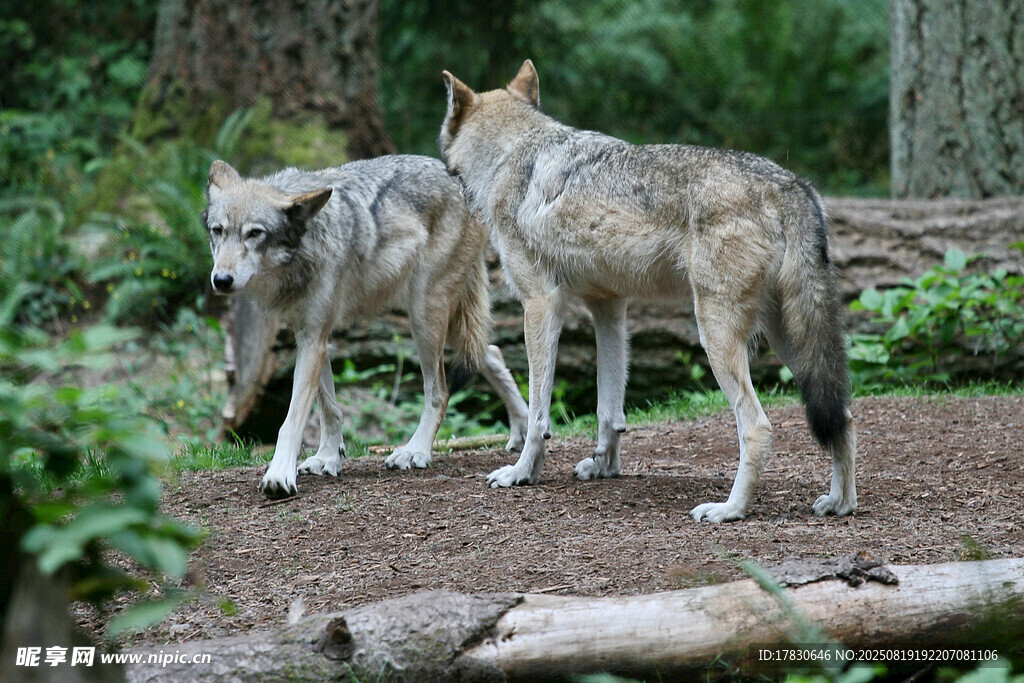 狼