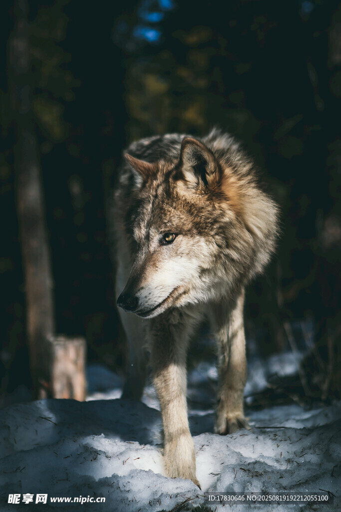 狼
