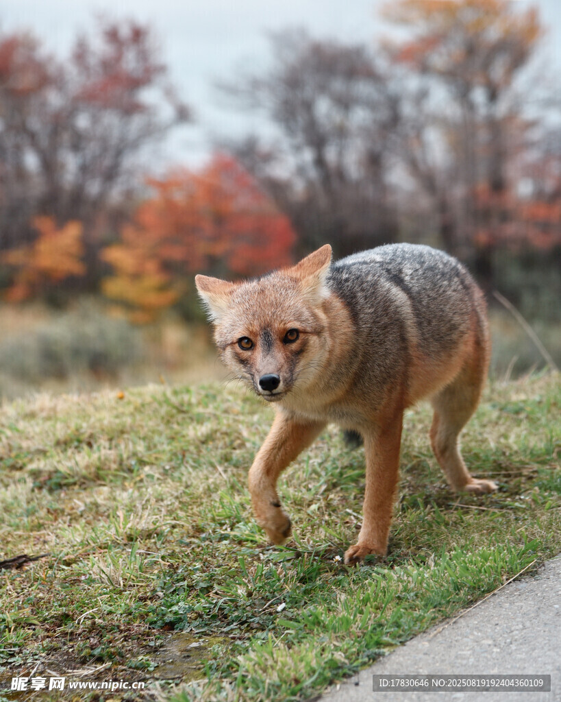 狼