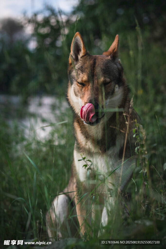 狼