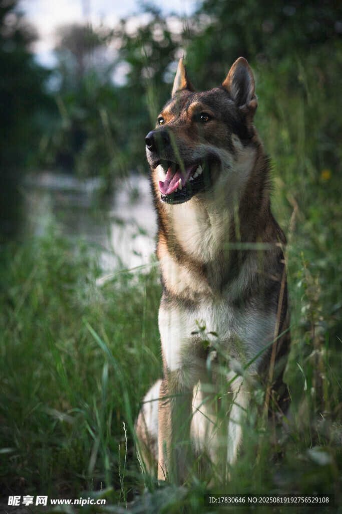 狼