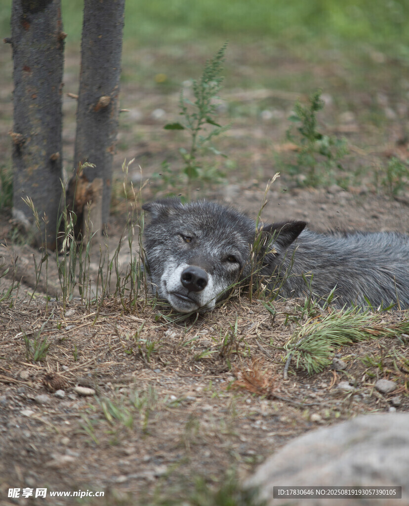 狼