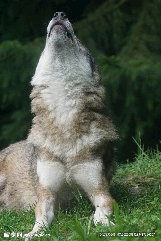 狼