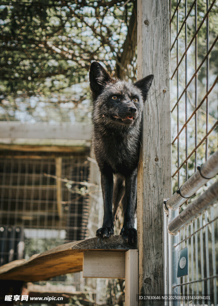 狼