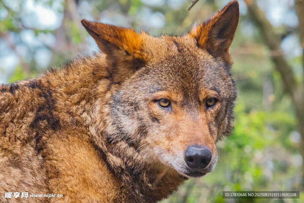 狼