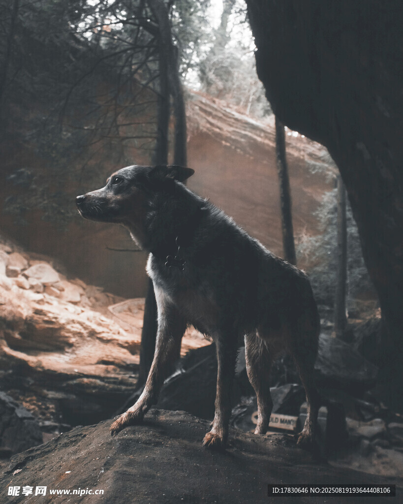 狼