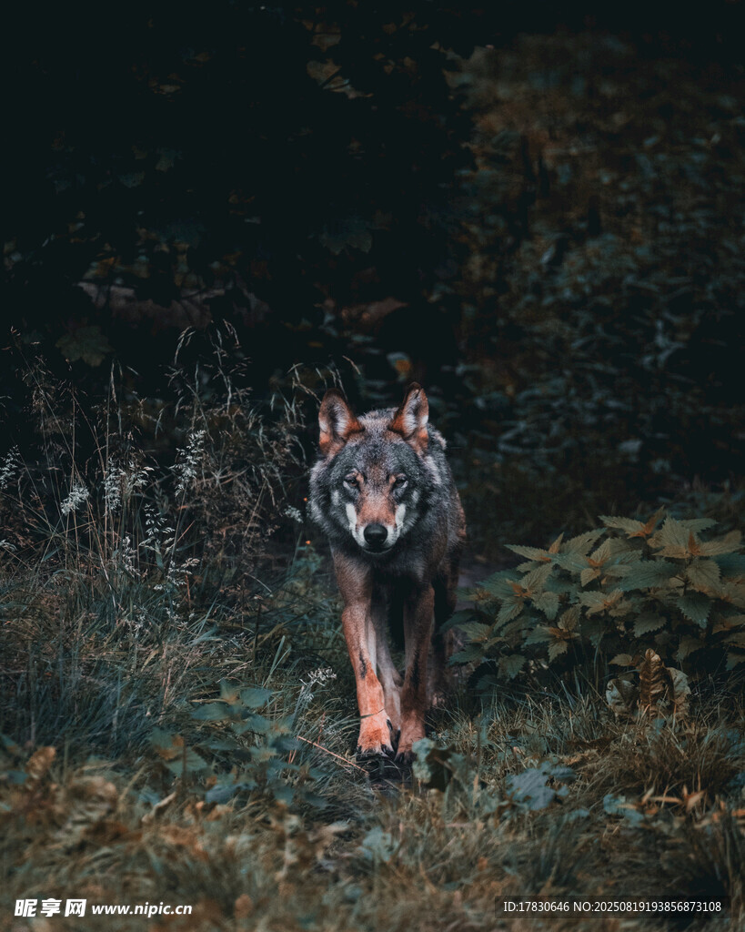 狼