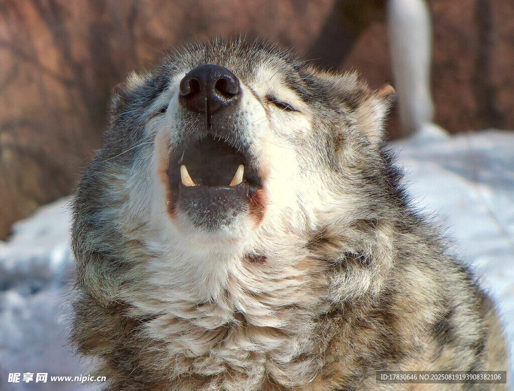 狼