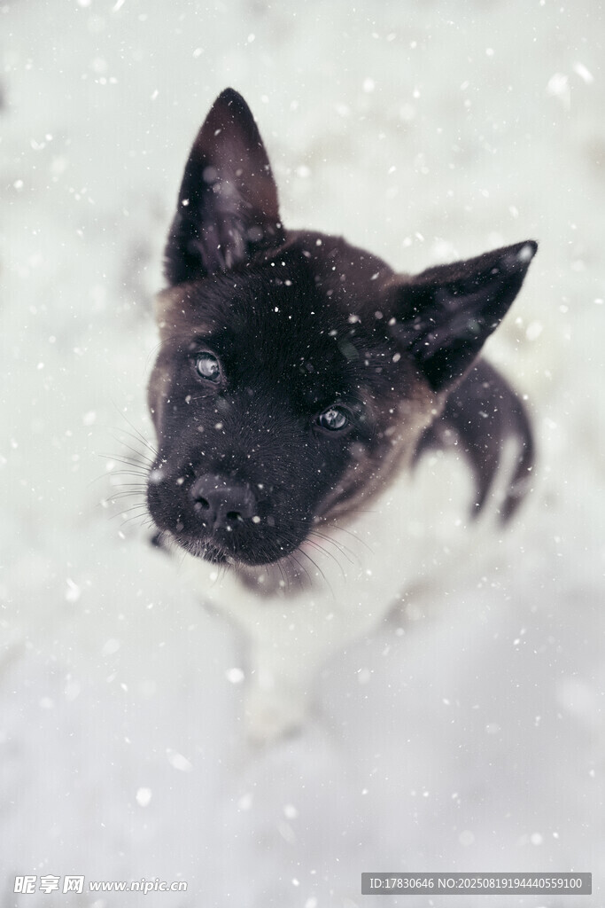 狼