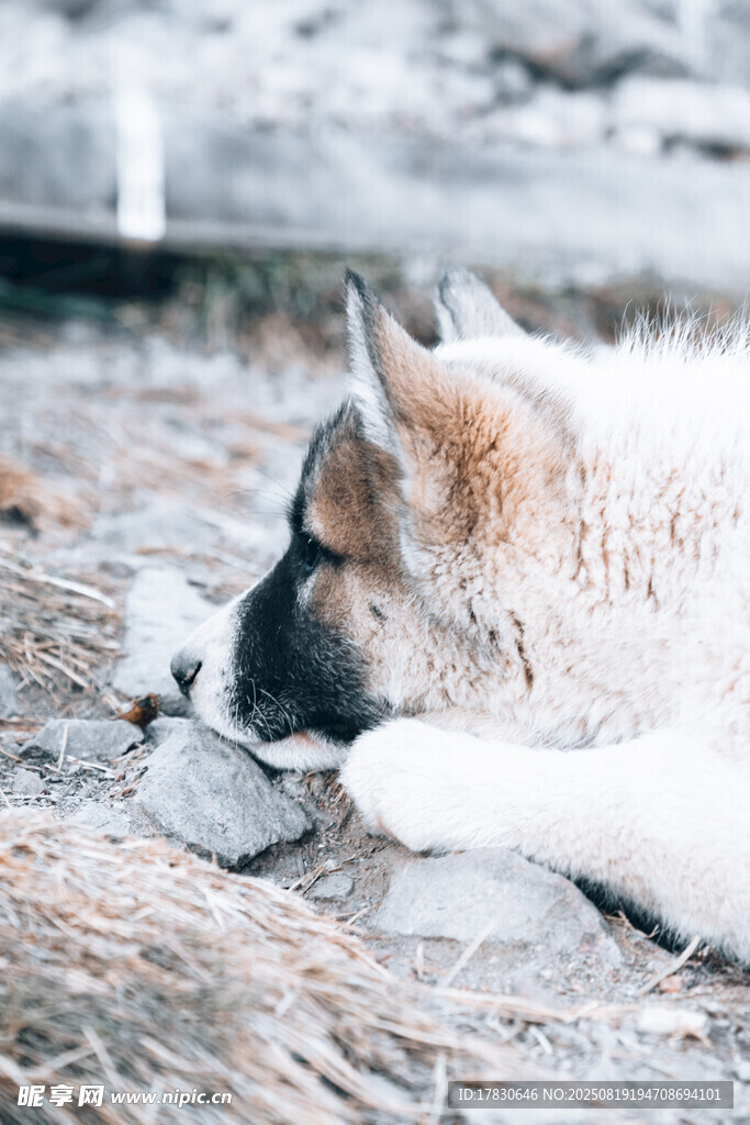 狼