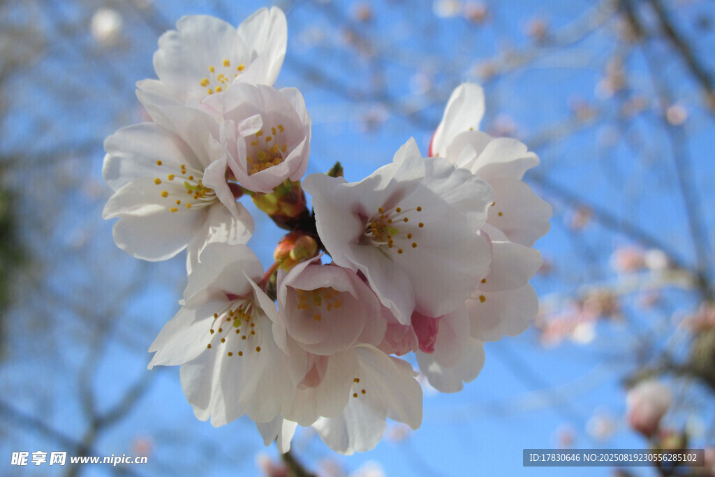 樱花