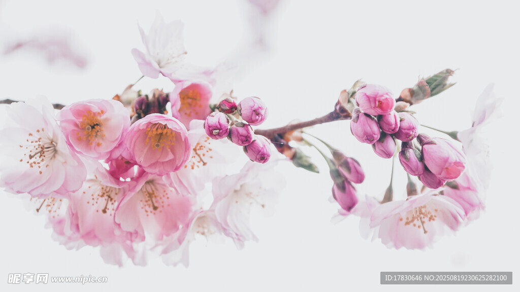 樱花