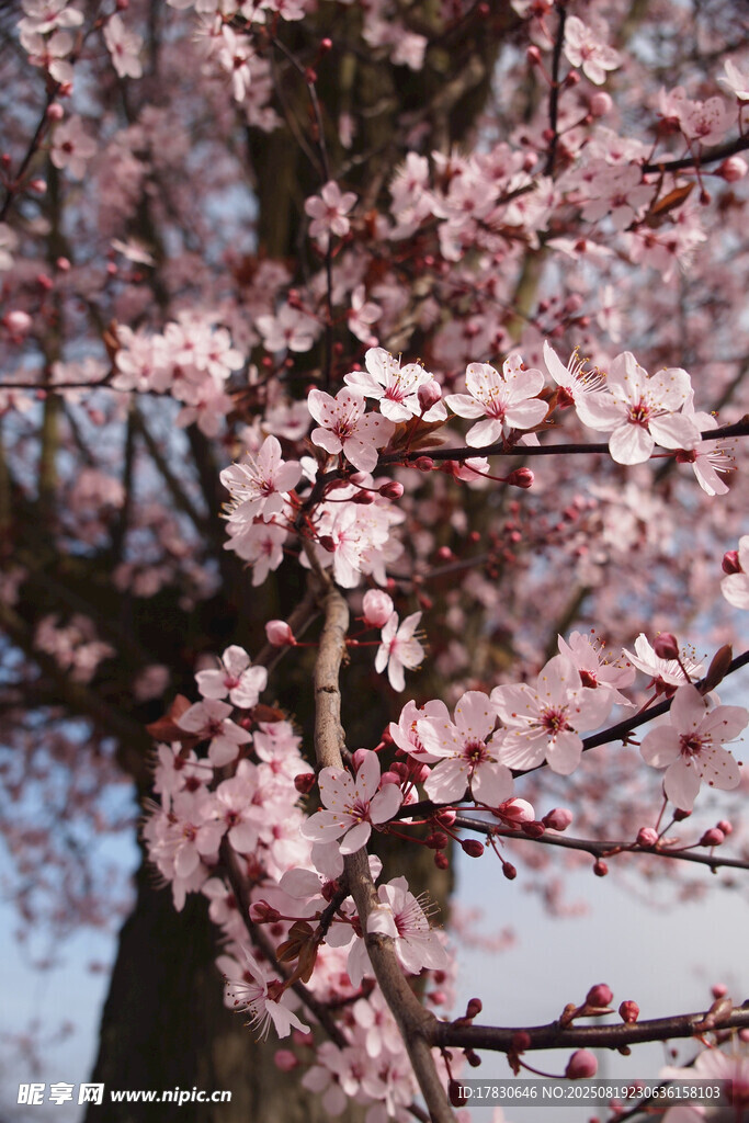樱花