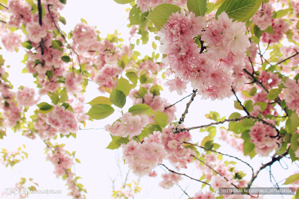 樱花