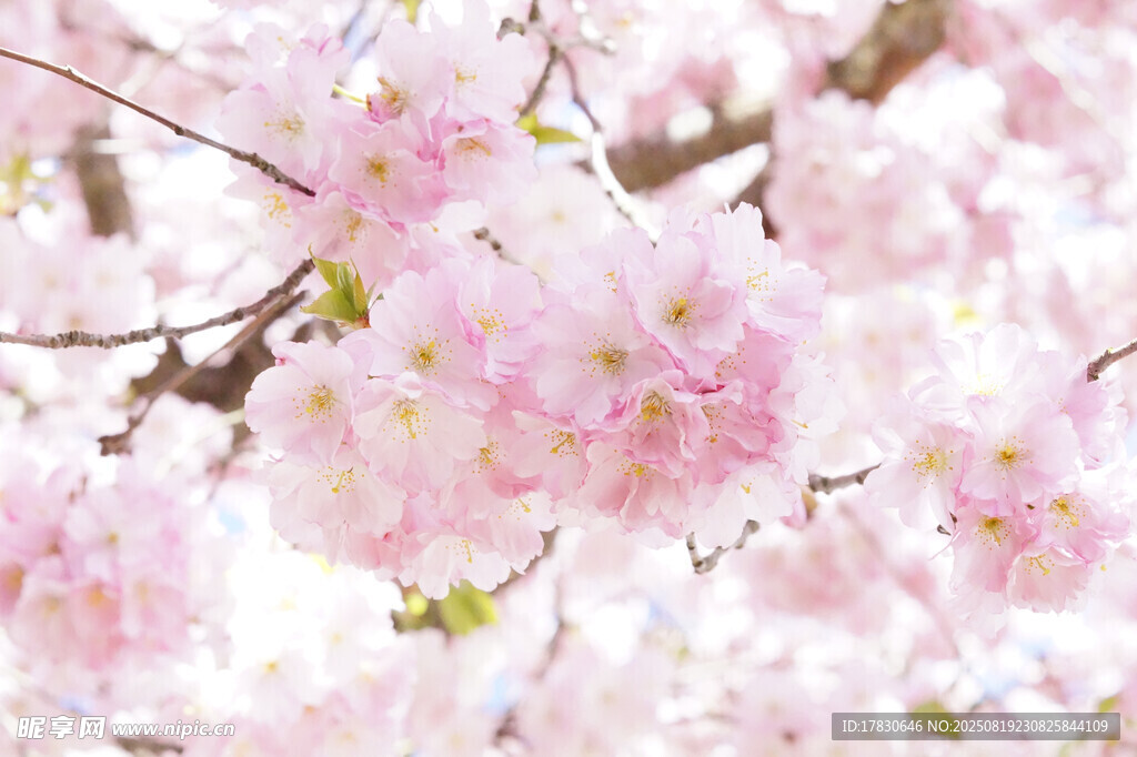 樱花
