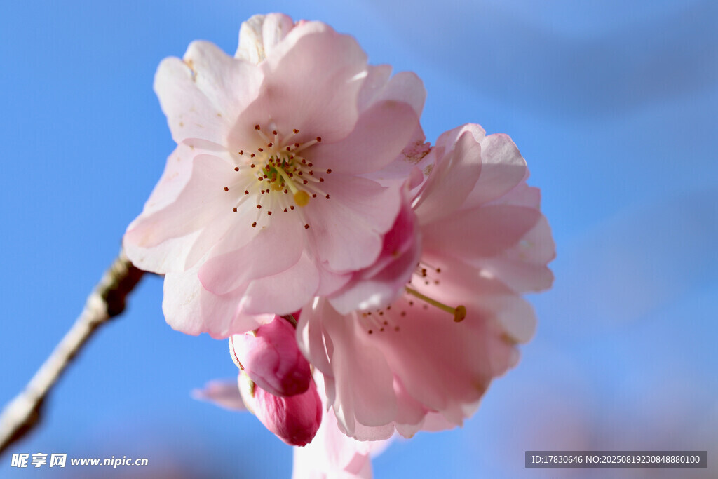 樱花