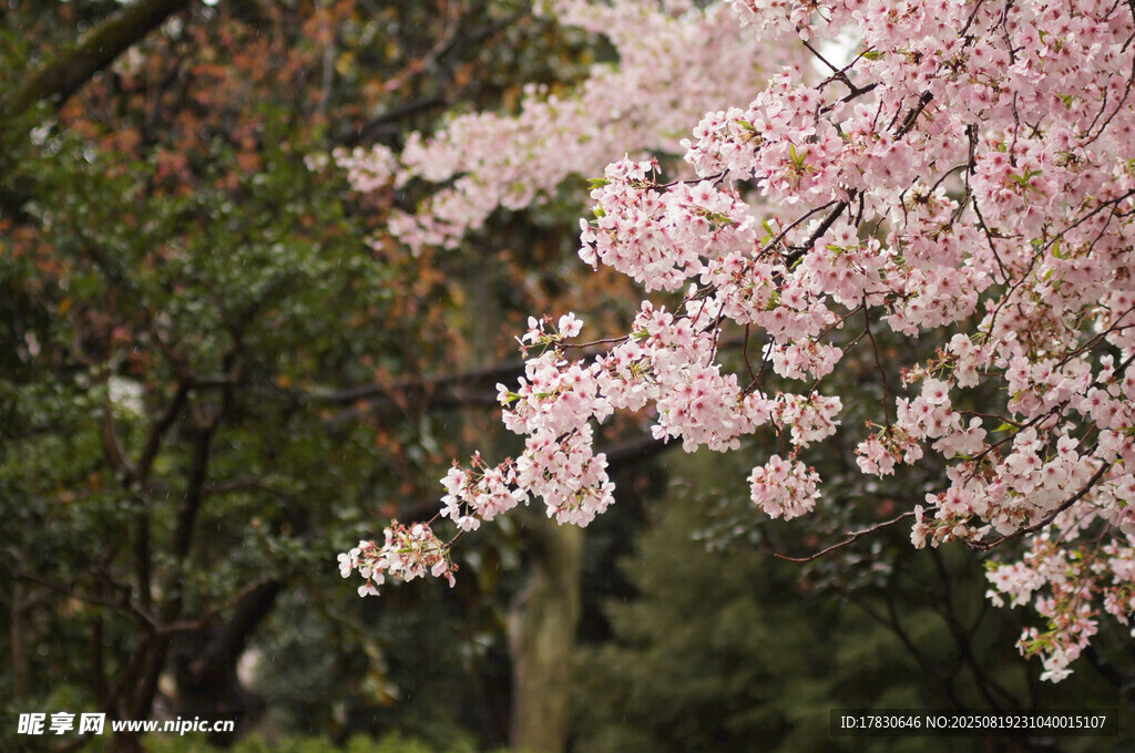 枝头绽放的粉嫩樱花