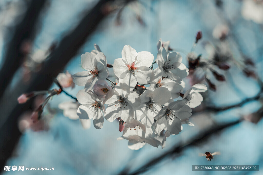 樱花