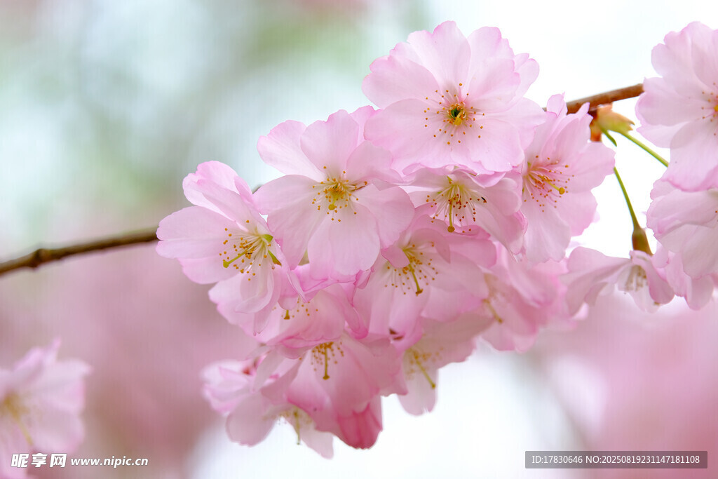 樱花