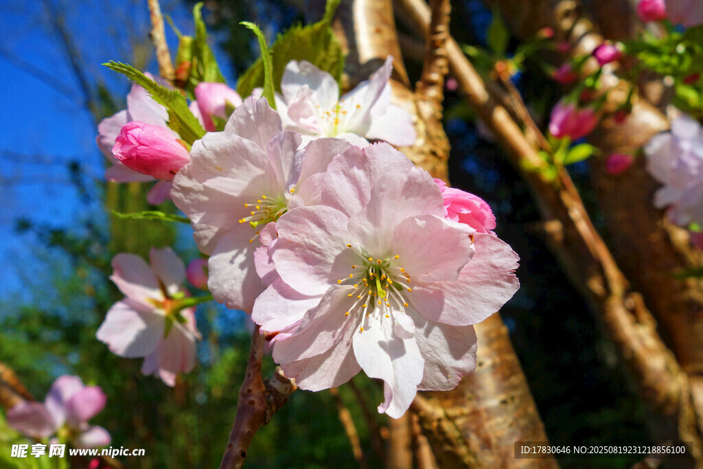 樱花