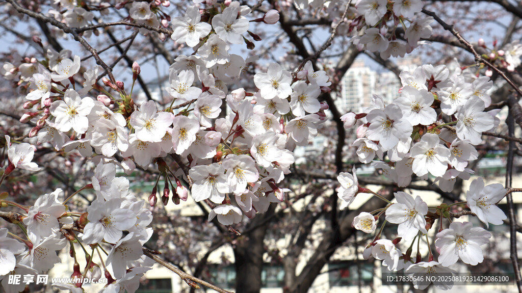 樱花