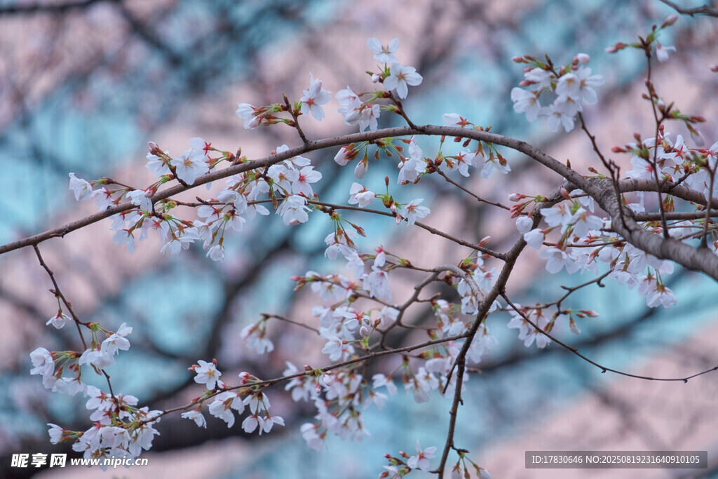 樱花