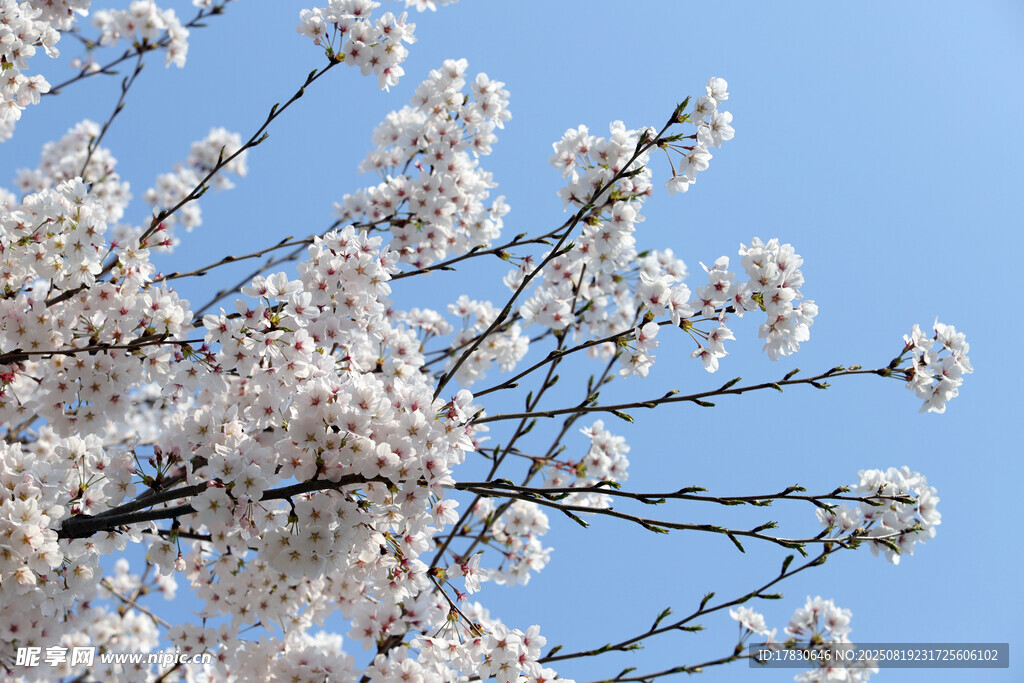 樱花