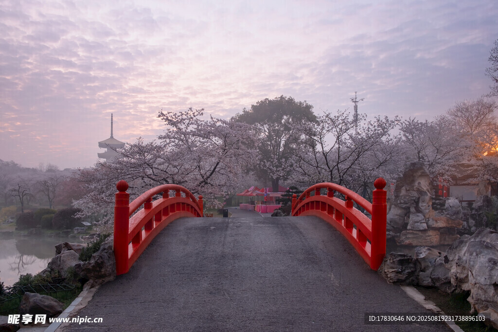 樱花