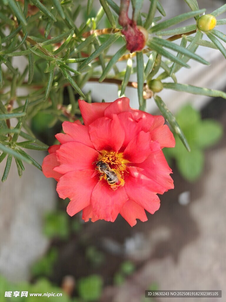 娇艳红花上的忙碌蜜蜂