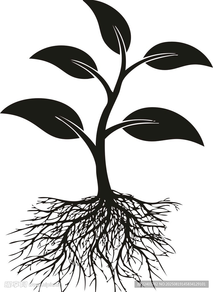 植物根系与茎叶图示