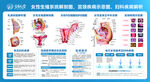 女性生殖系统解剖示意图