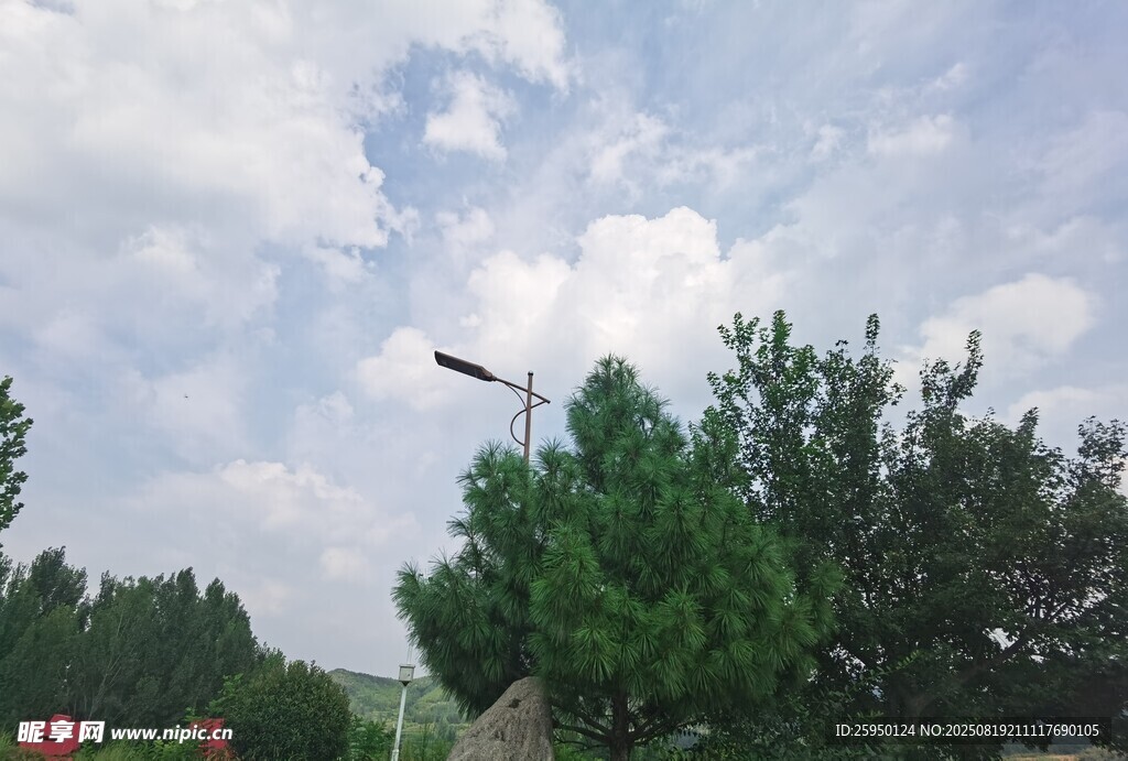 天空下的绿树与飞鸟