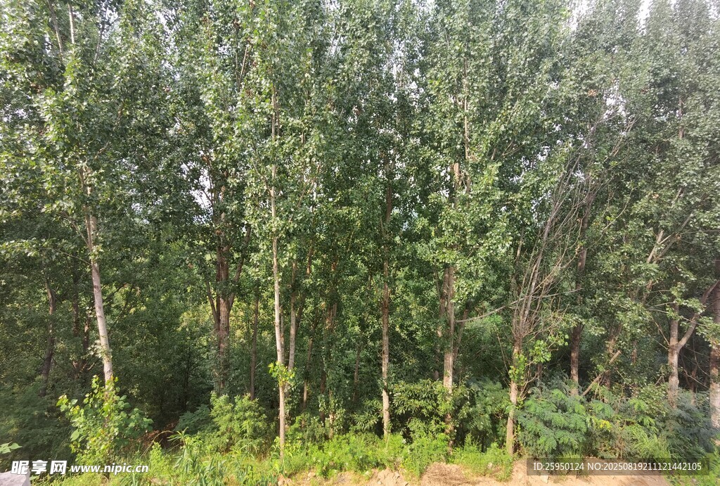 茂密树林景观