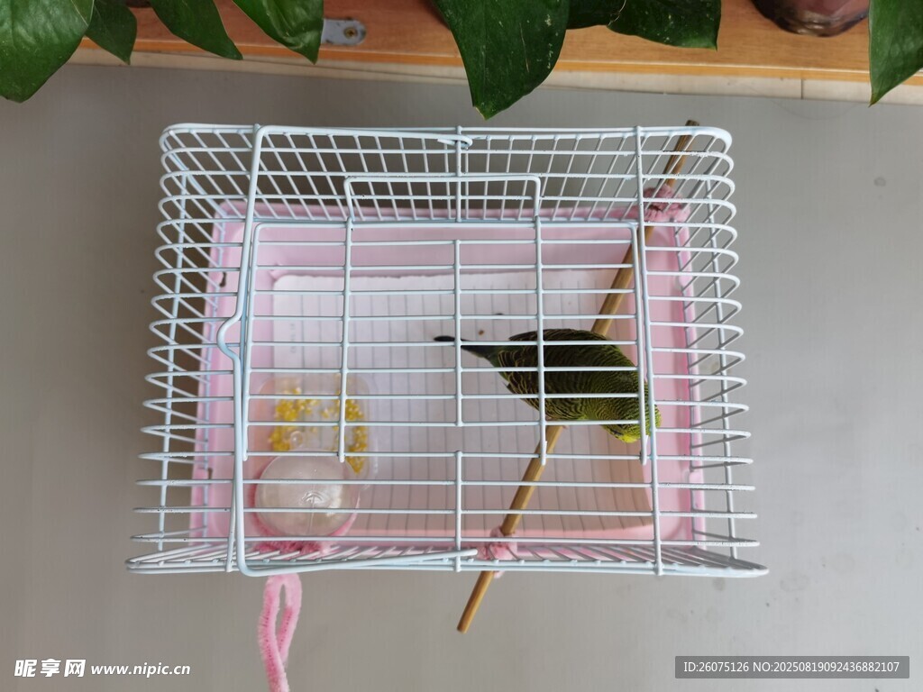 小鸟在精致鸟笼中休憩