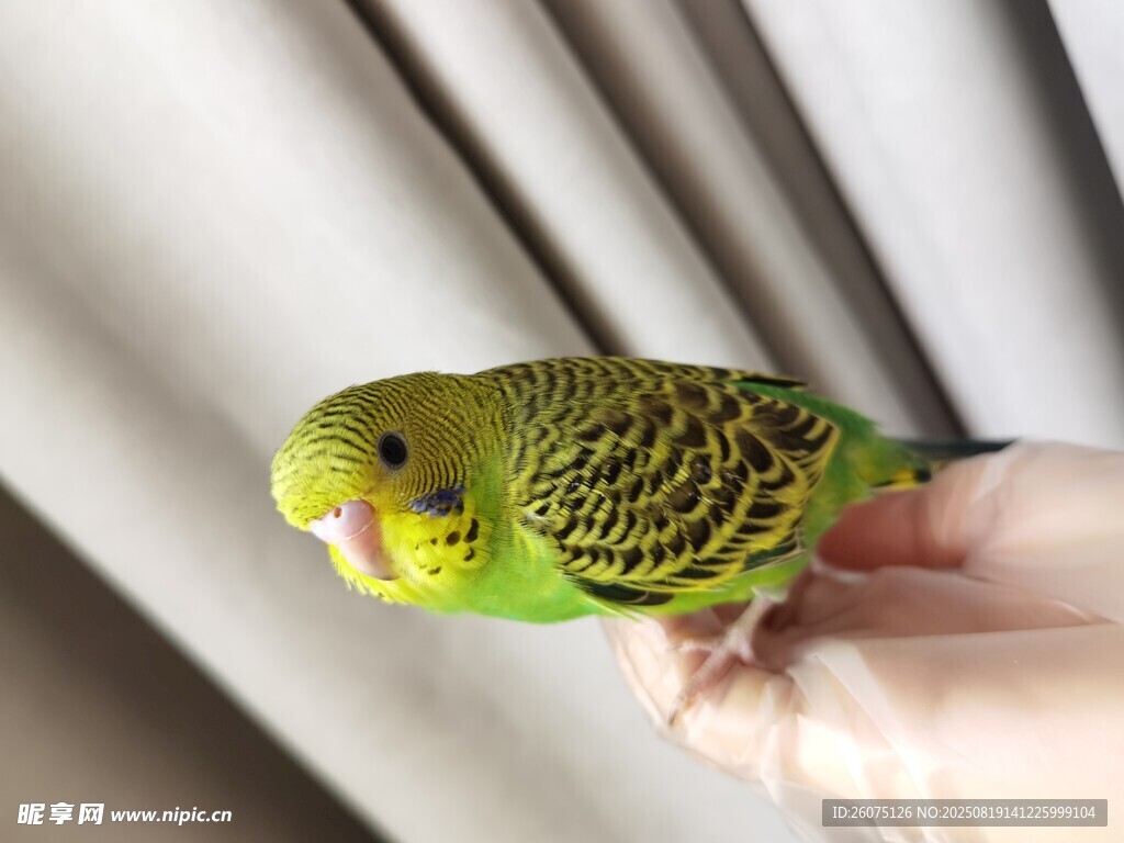手心上的绿色虎皮鹦鹉