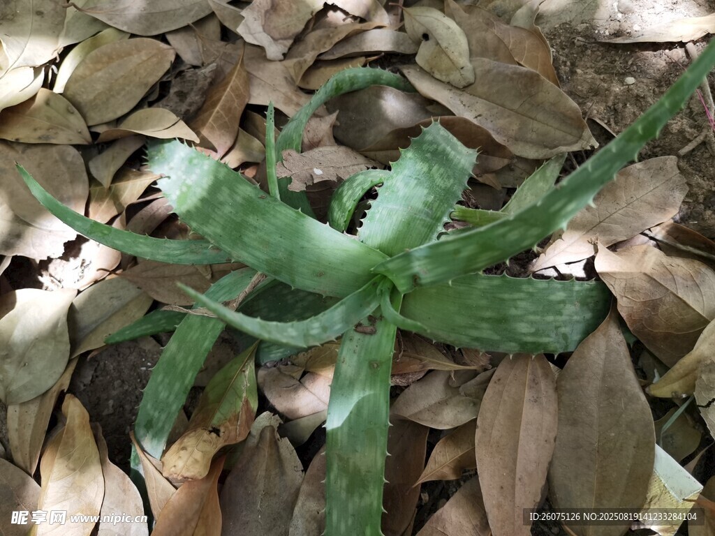 枯叶中的翠绿芦荟植株