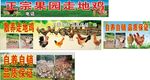 正宗果园冻货批发宣传图