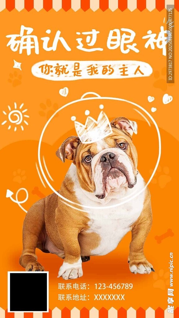 宠物认养橙色海报