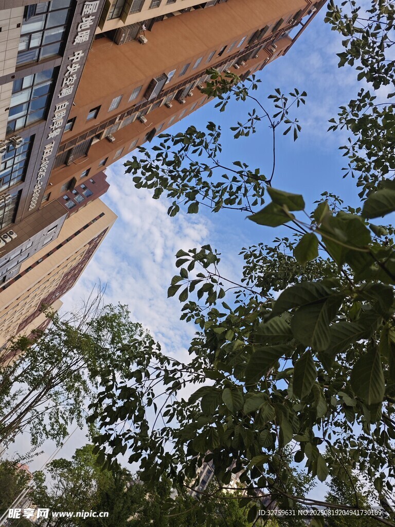 高楼间的绿树蓝天景致