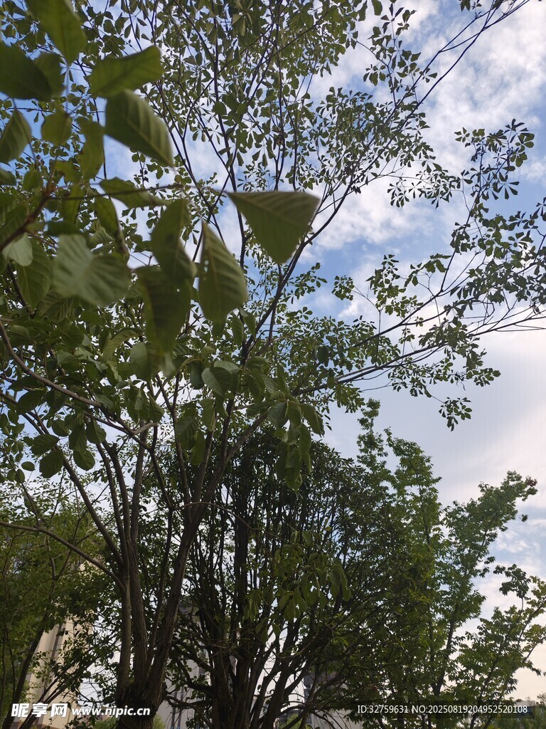 仰视繁茂绿树与蓝天白云