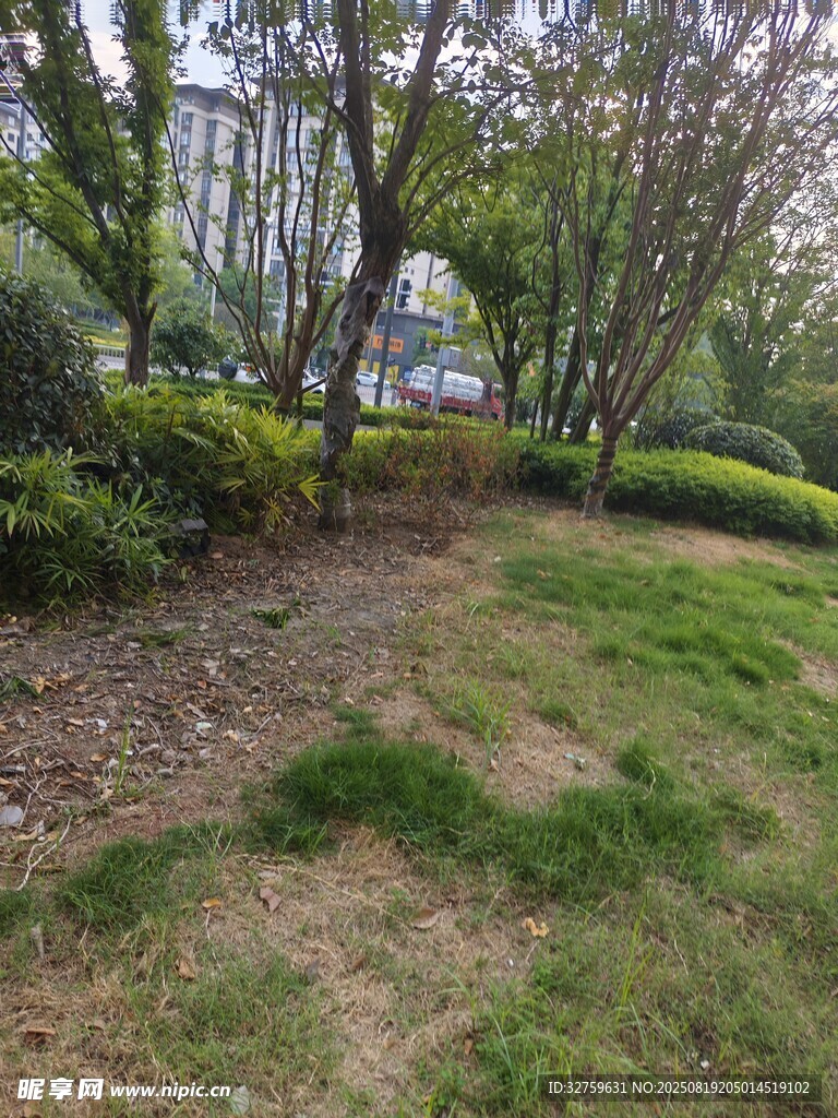 林间草地景观
