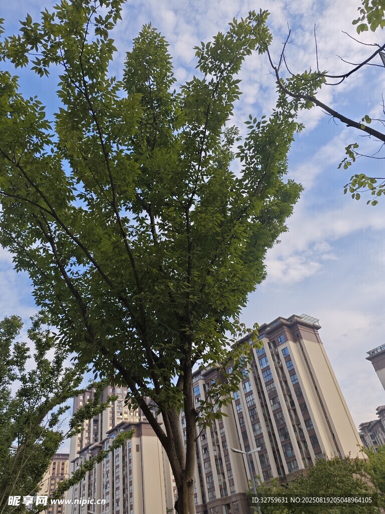 城市中挺立的葱郁绿树
