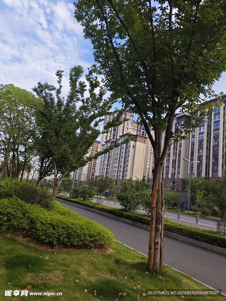 城市林荫道路景观
