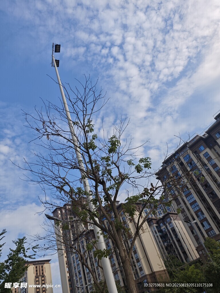 城市中挺立的树木与建筑