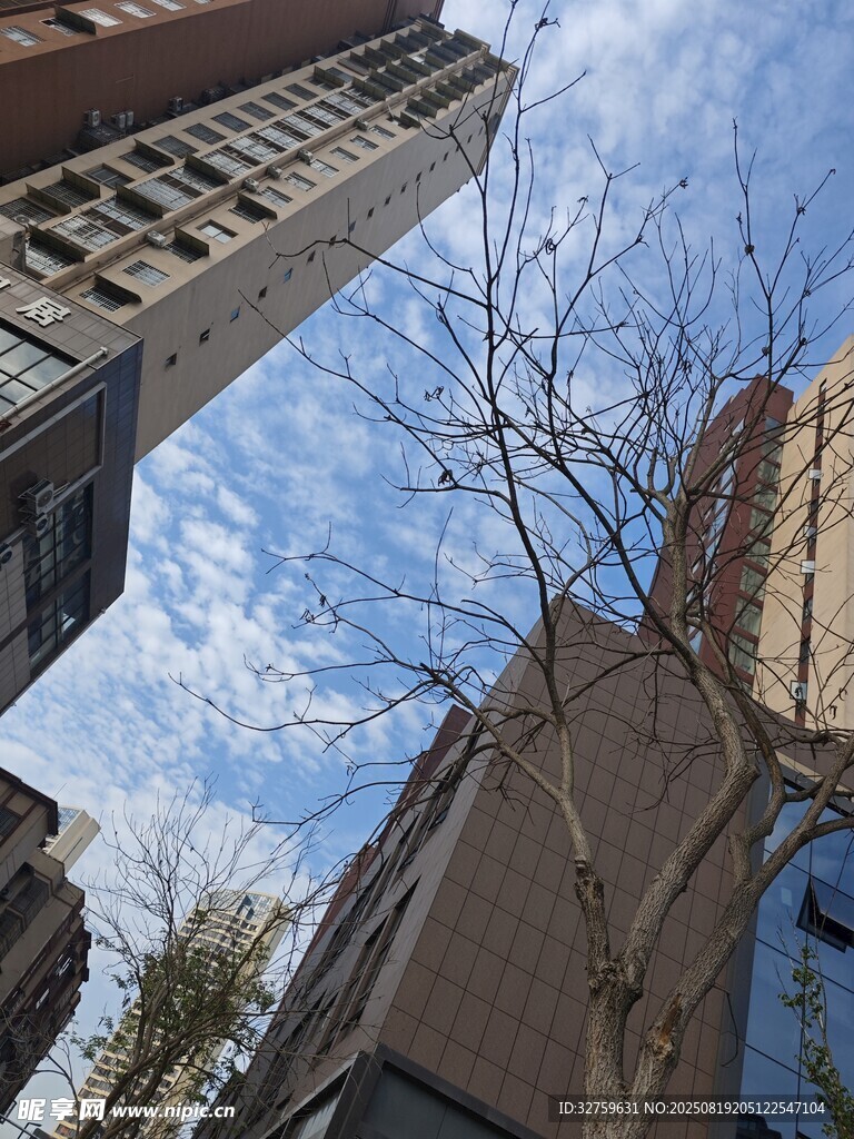 仰视城市建筑与树木