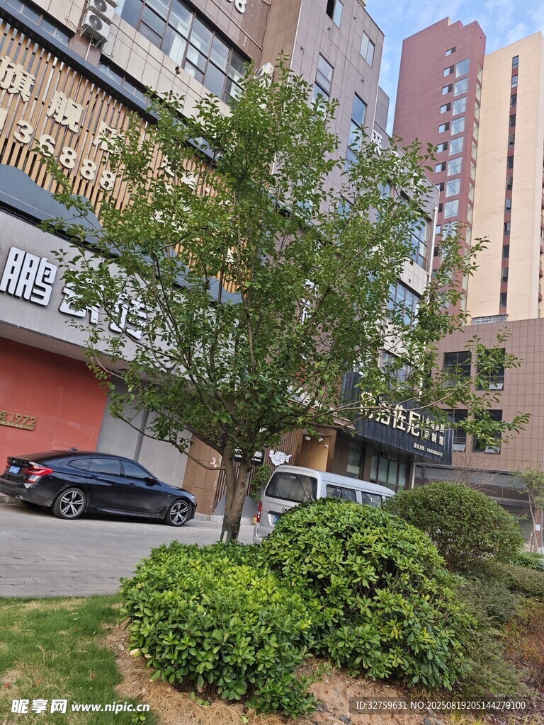 城市街边绿树与建筑景观